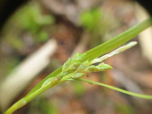Nerveless Woodland Sedge (Carex leptonervia)