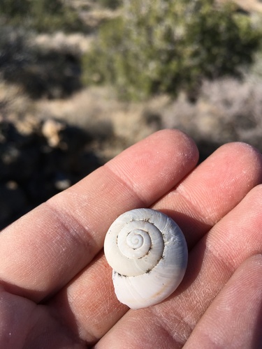 Sonorella flora