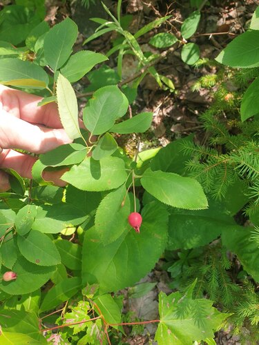 Bartram Shadbush (Amelanchier bartramiana)