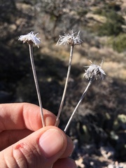 Verbesina rothrockii