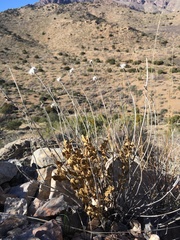 Verbesina rothrockii