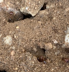 Pheidole obtusospinosa