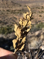 Verbesina rothrockii