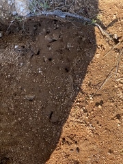Pheidole obtusospinosa