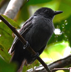 Acre Antshrike photo 1