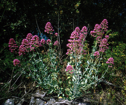 Red Valerian