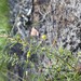 Tiny Wattle - Photo (c) Gary, some rights reserved (CC BY-NC), uploaded by Gary