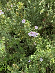 Prostanthera cuneata