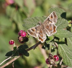 Systasea pulverulenta