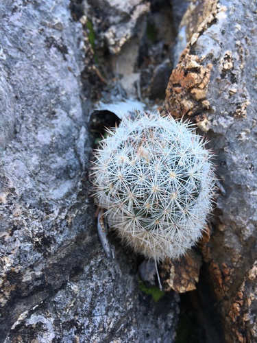 Pelecyphora sneedii