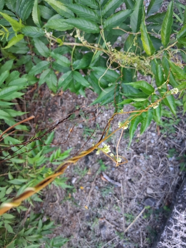 American dodder (Cuscuta americana)