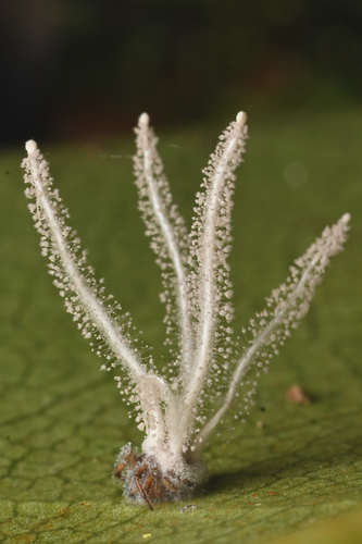 Gibellula sp.