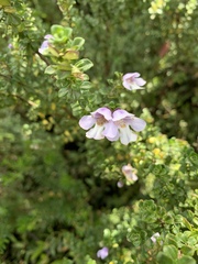 Prostanthera cuneata