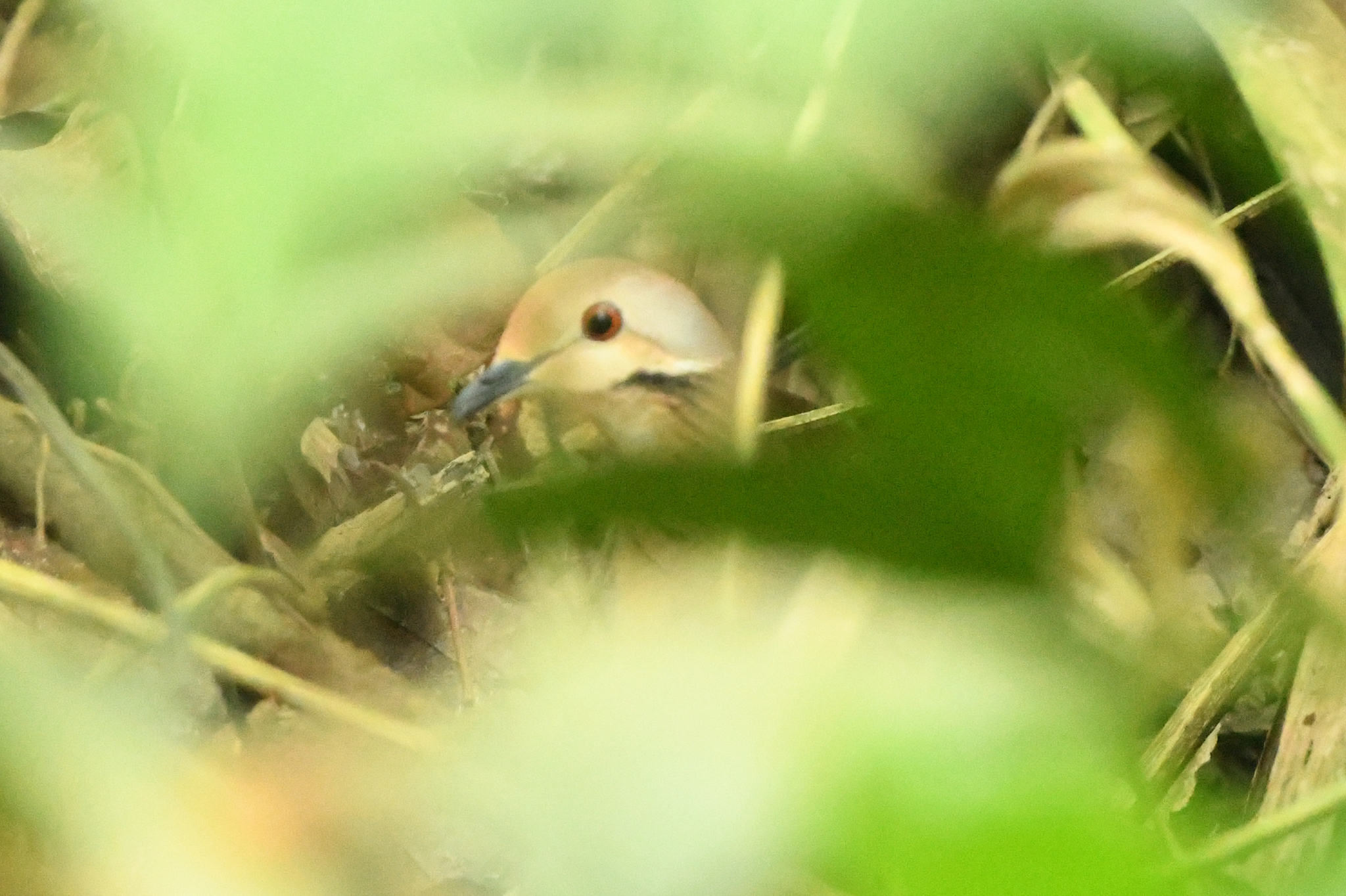 Lined Quail-Dove (Zentrygon linearis), photo 4