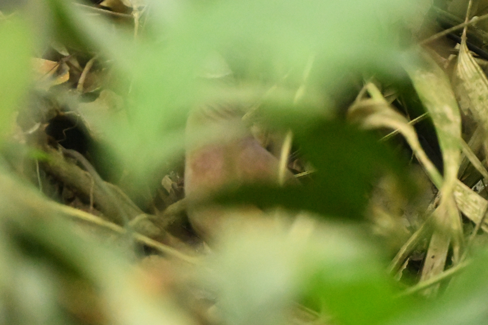 Lined Quail-Dove (Zentrygon linearis), photo 5