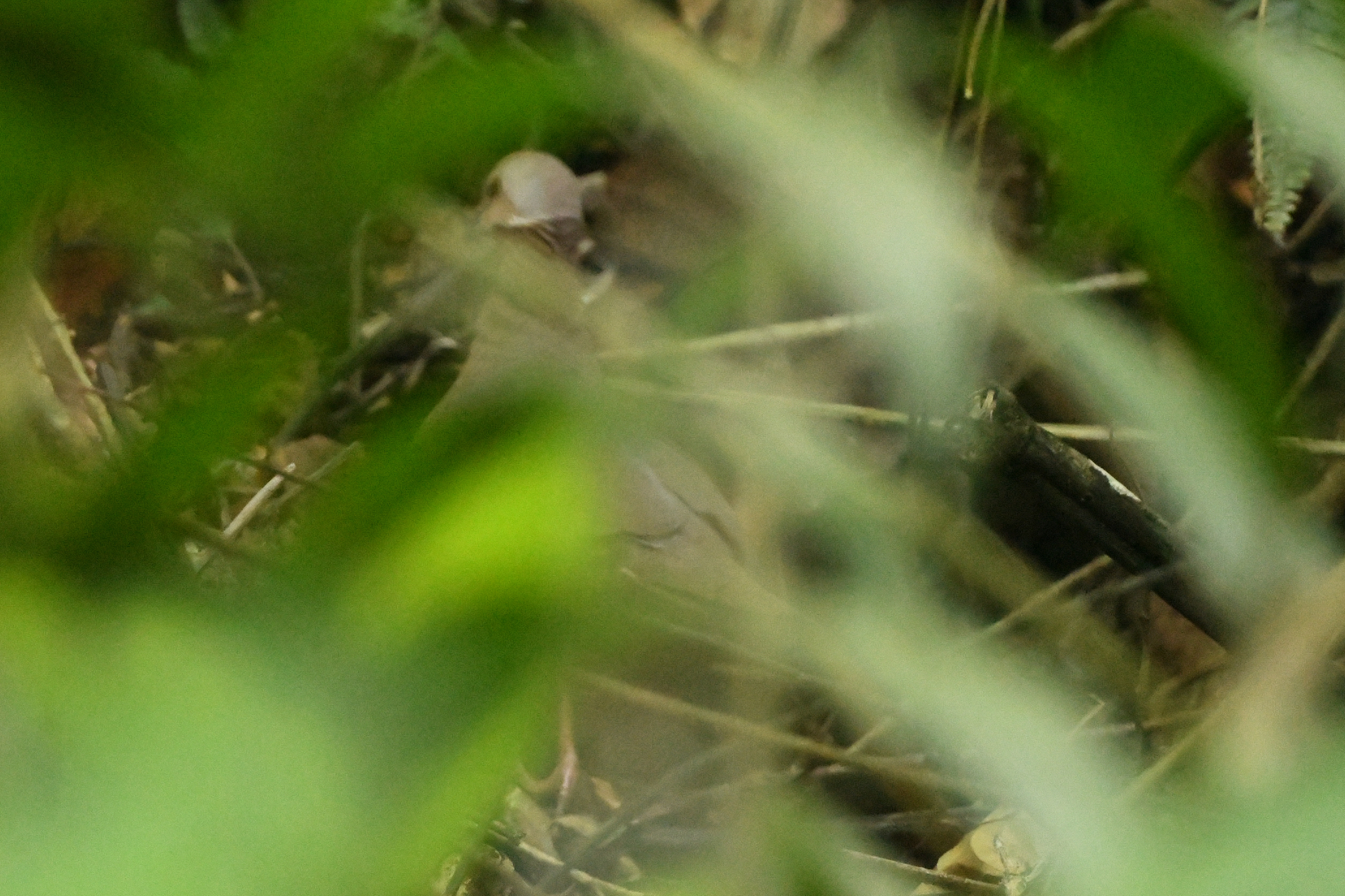 Lined Quail-Dove (Zentrygon linearis), photo 6