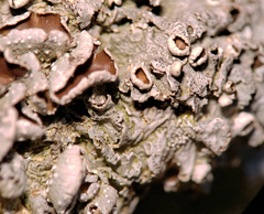 Punctelia hypoleucites