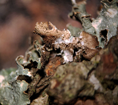 Punctelia hypoleucites