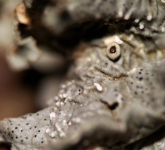 Punctelia hypoleucites