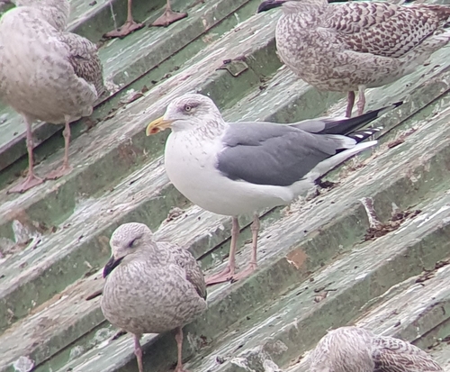 Baltic Gull