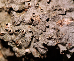 Punctelia hypoleucites