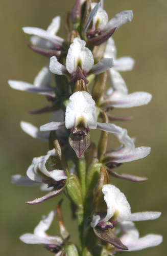 Prasophyllum suttonii R.S.Rogers & B.Rees