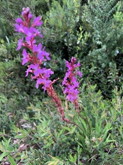 Stylidium armeria