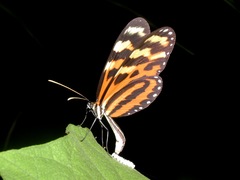 Mechanitis lysimnia utemaia