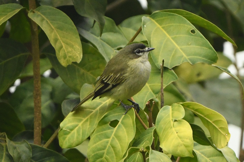 Spectacled Tyrannulet (Zimmerius improbus), photo 3