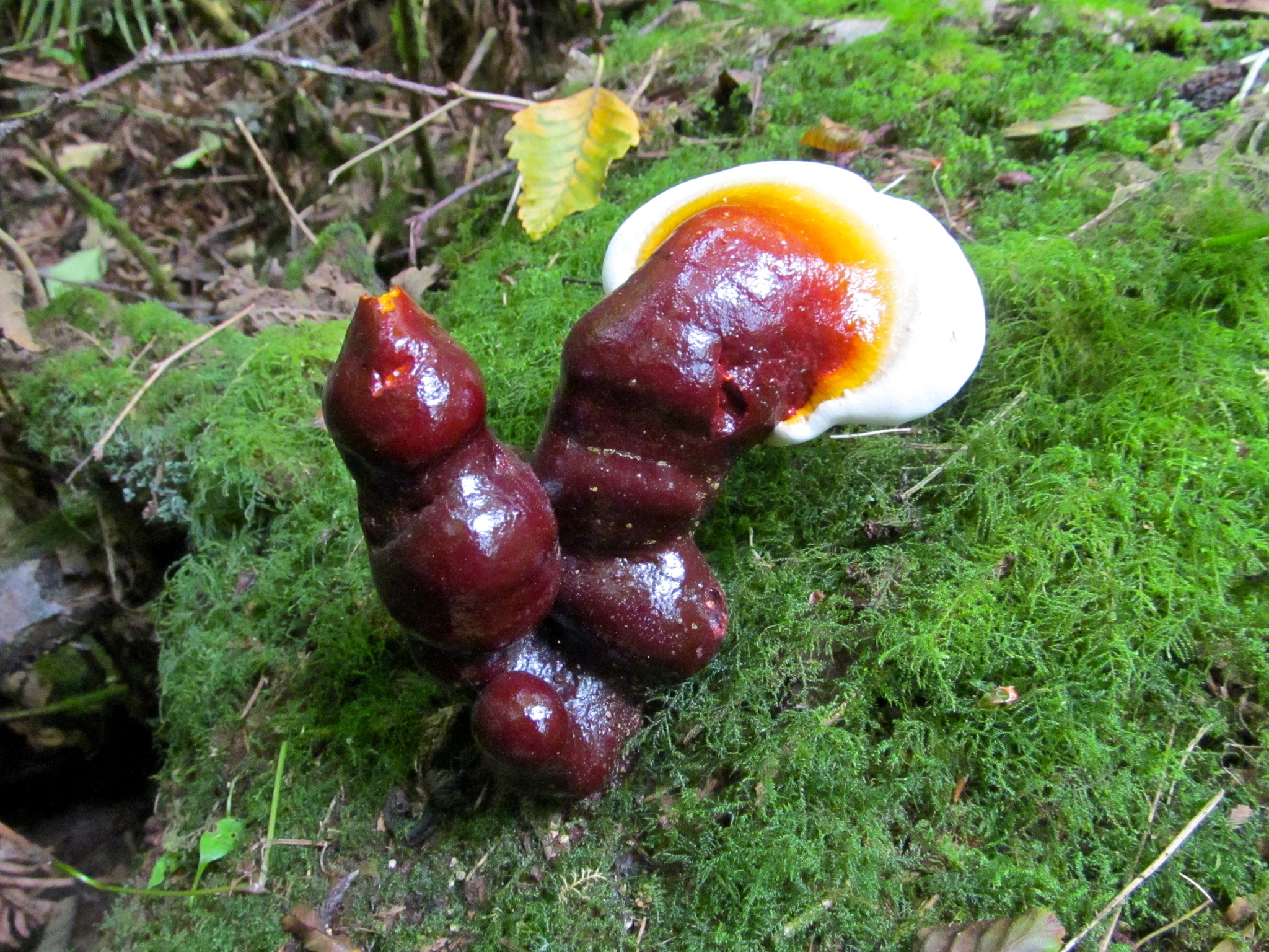 Ganoderma oregonense image