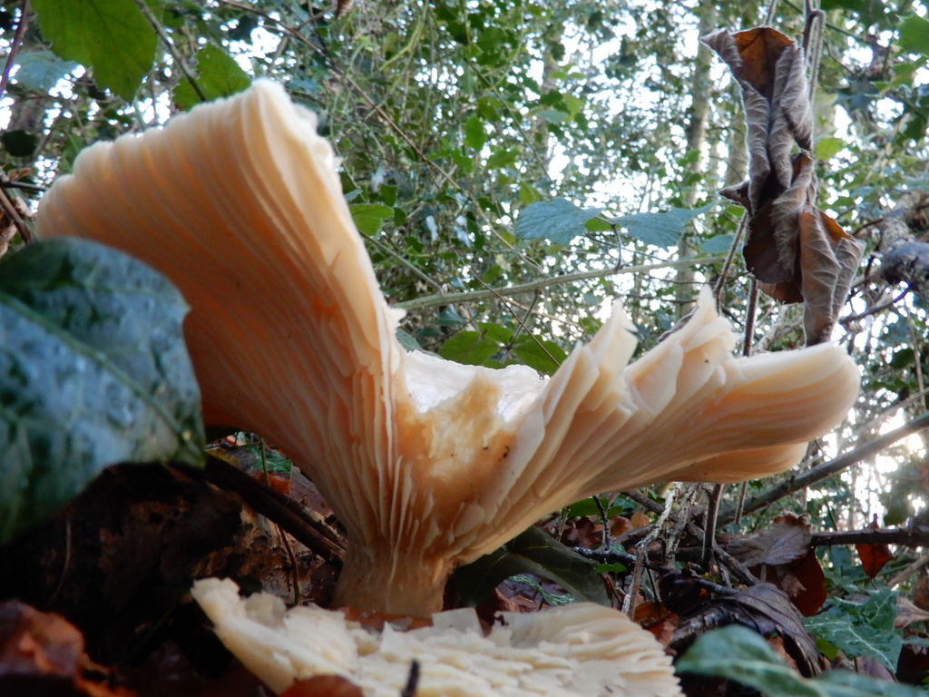 Infundibulicybe geotropa · December 2025 · photo: © cryptomarasmius (iNaturalist, cc-by)