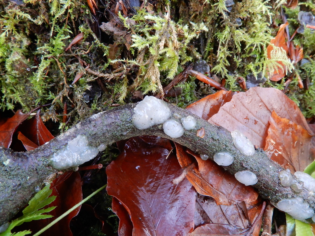Myxarium nucleatum · December 2025 · photo: © cryptomarasmius (iNaturalist, cc-by)