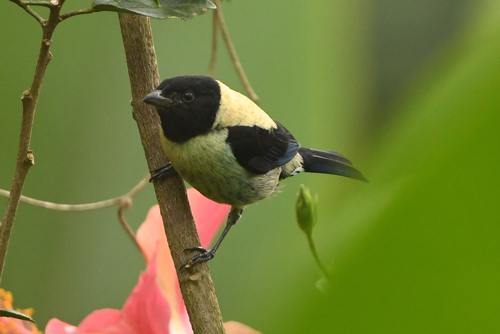 Black-headed Tanager (Stilpnia cyanoptera), photo 8