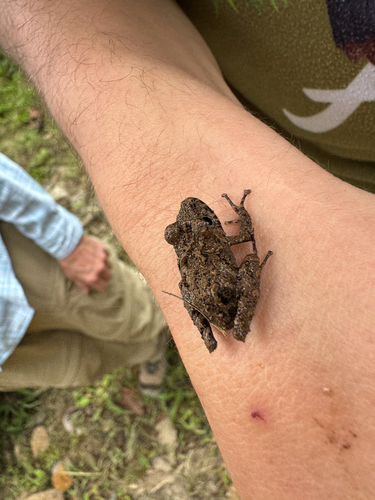 Spring Rainfrog, Pristimantis crenunguis