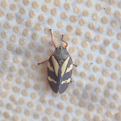 Deois flavopicta