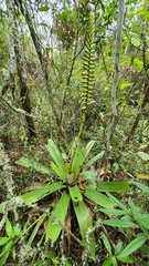 Vriesea
