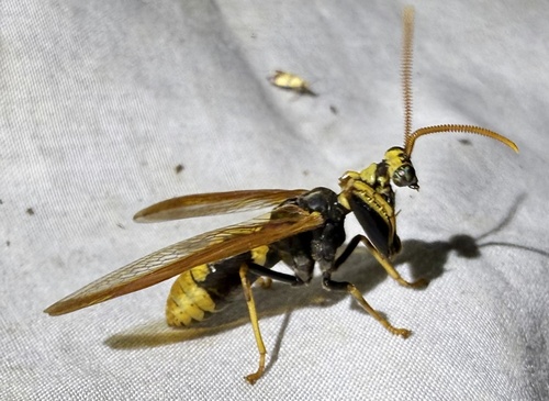 Euclimacia torquata