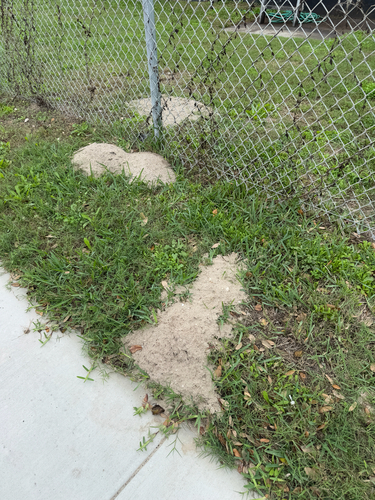 Texas Pocket Gopher