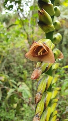 Vriesea