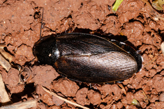 Pycnoscelus surinamensis