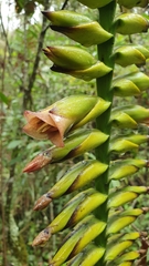 Vriesea