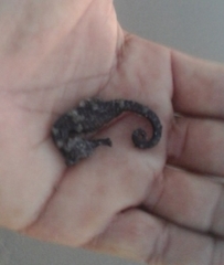 Hippocampus ingens