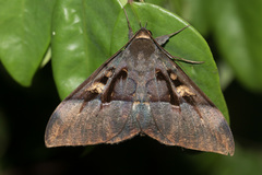 Ischyja albata