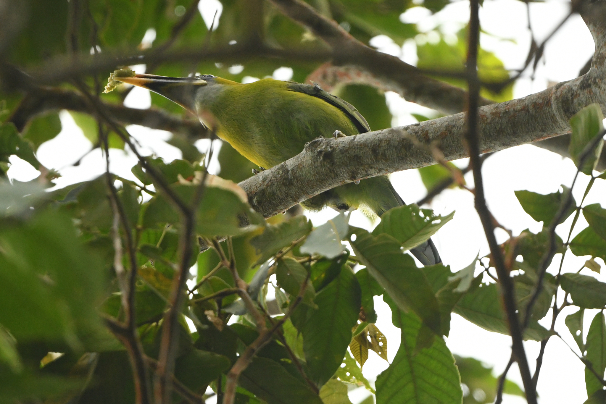 Groove-billed Toucanet (Aulacorhynchus sulcatus), photo 3