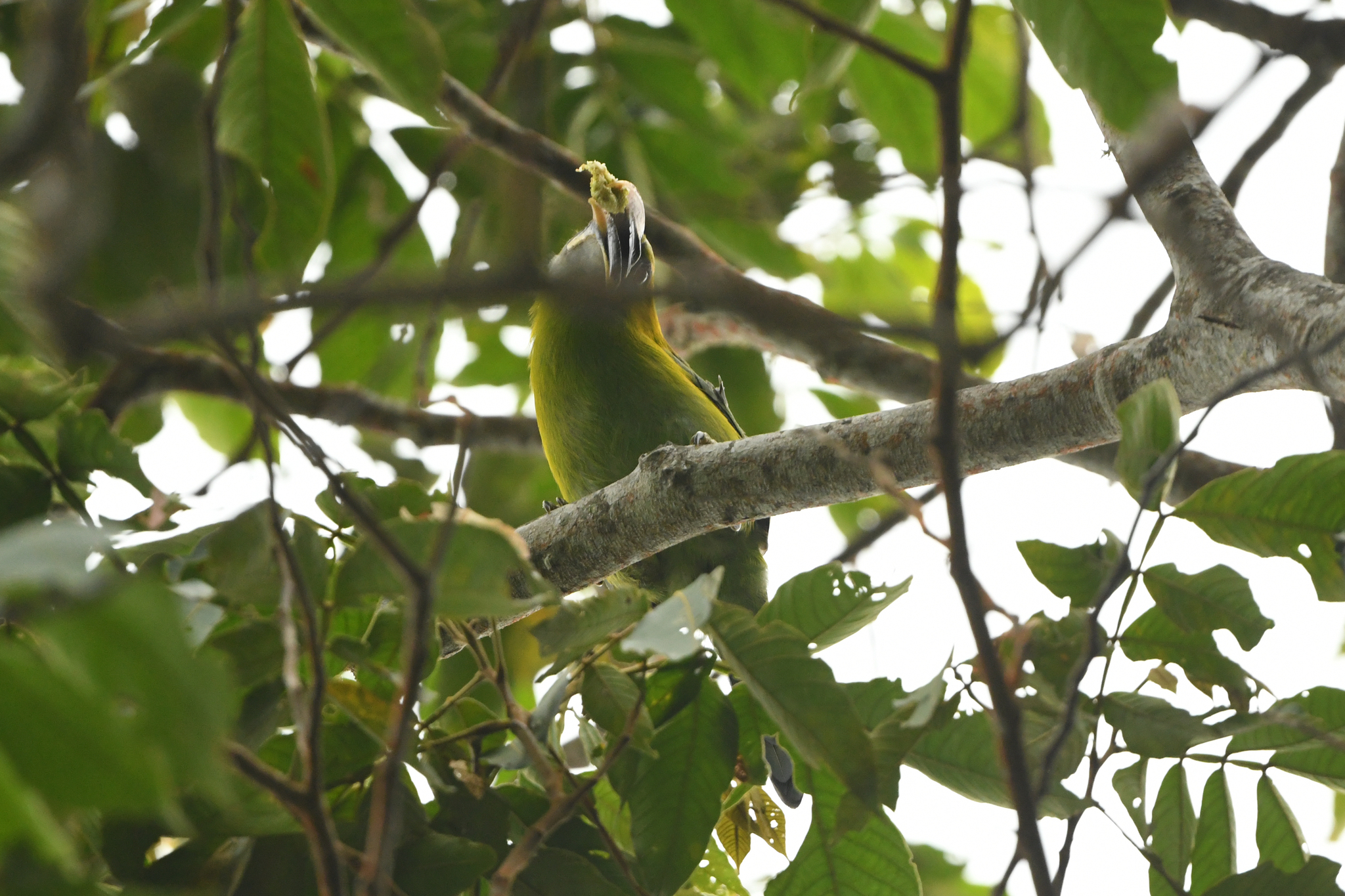 Groove-billed Toucanet (Aulacorhynchus sulcatus), photo 2