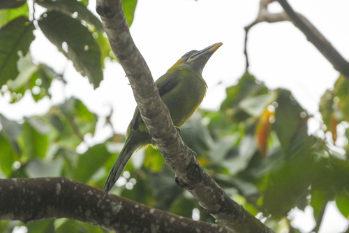 Groove-billed Toucanet (Aulacorhynchus sulcatus)