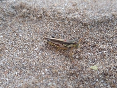 Dichroplus elongatus