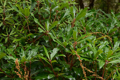 Anopterus glandulosus