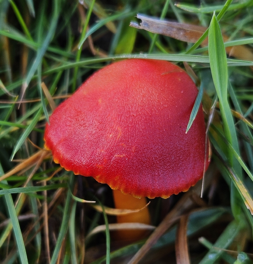 Hygrocybe coccinea · December 2025 · photo: © helenwaterman (iNaturalist, cc-by)
