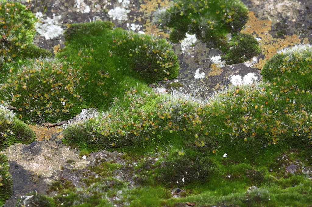 Grimmia capillata